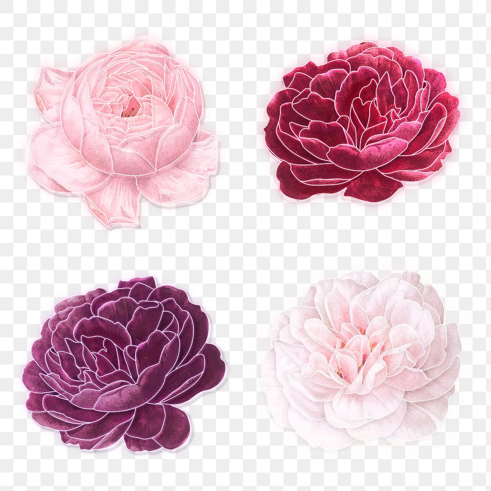 Blooming neon rose transparent png