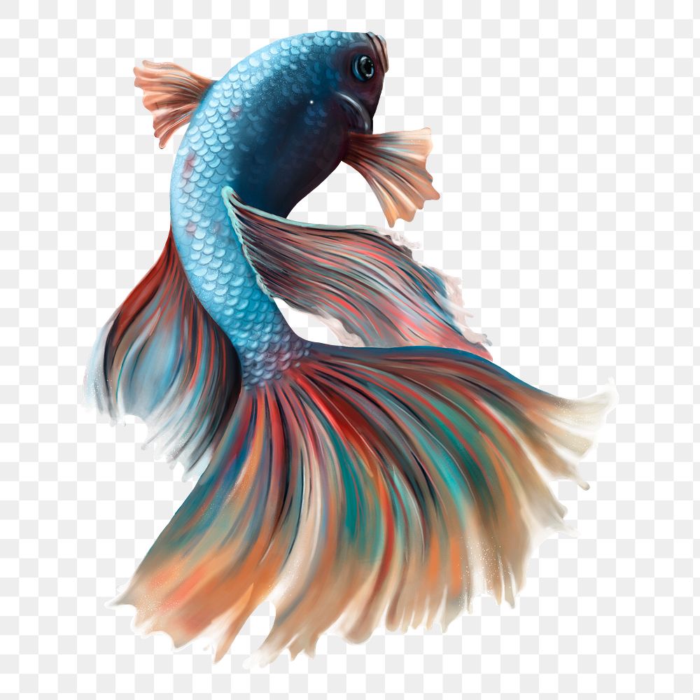 Colorful betta fish design element