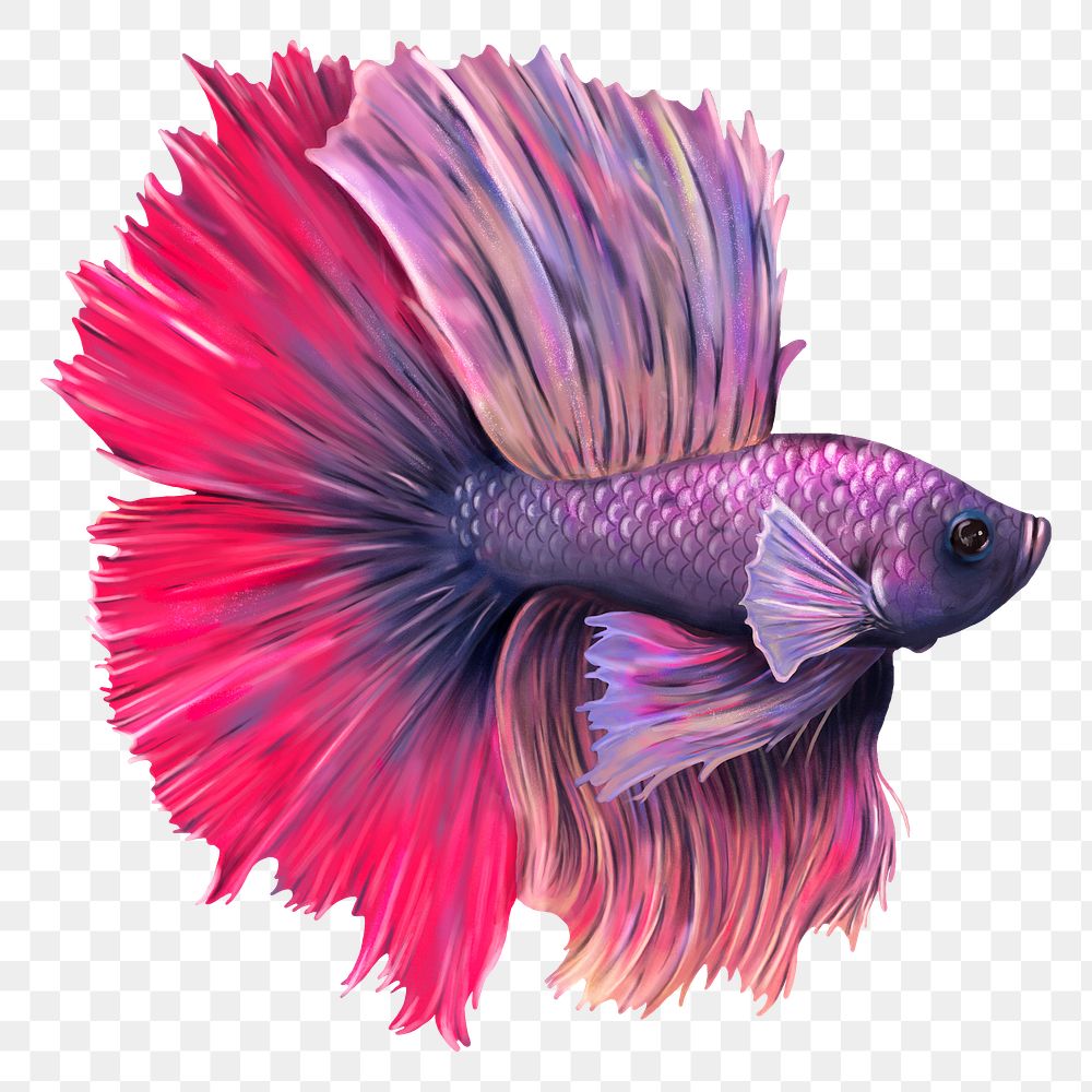 Purple and pink betta fish design element 