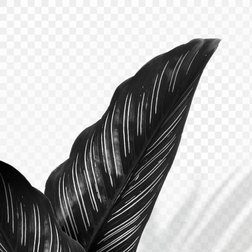 Black calathea majestica albolineata leaf design resource