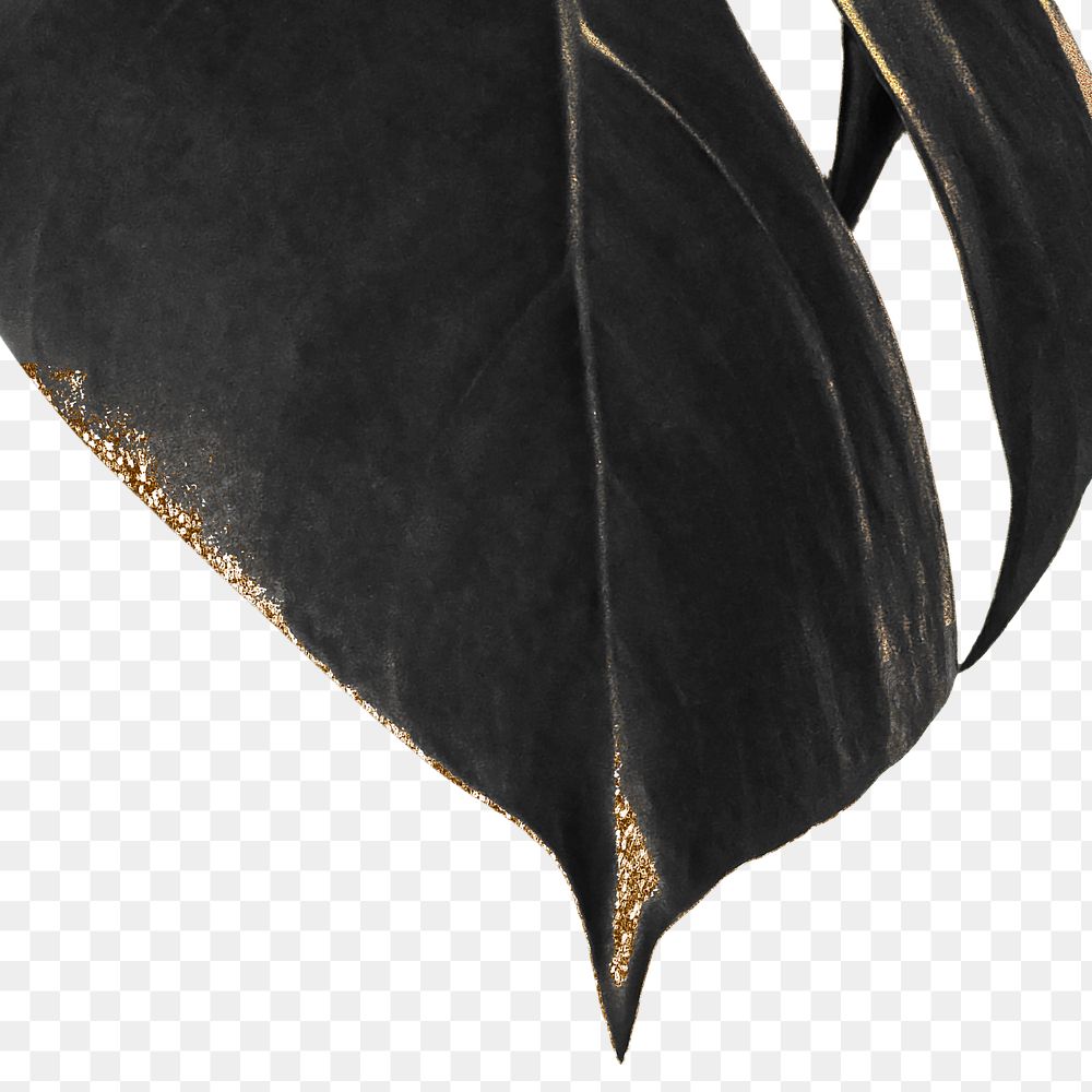 Tropical monstera leaf design element