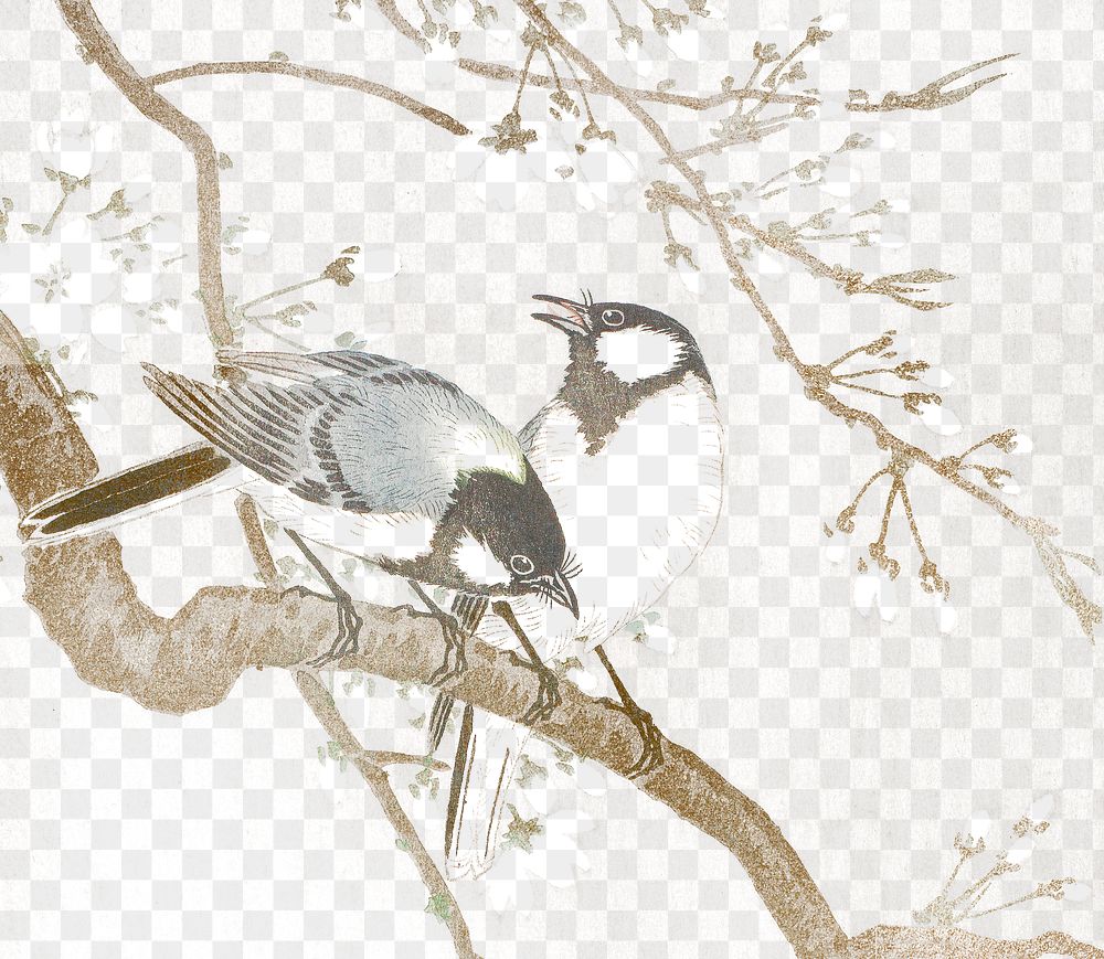 Tit birds on a cherry branch vintage illustration transparent png, remix from original artwork.