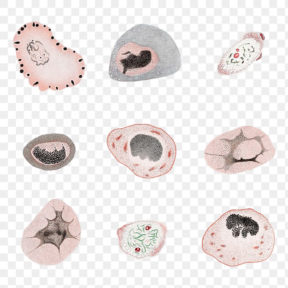 Vintage microscopic virus and bacteria illustration set transparent png