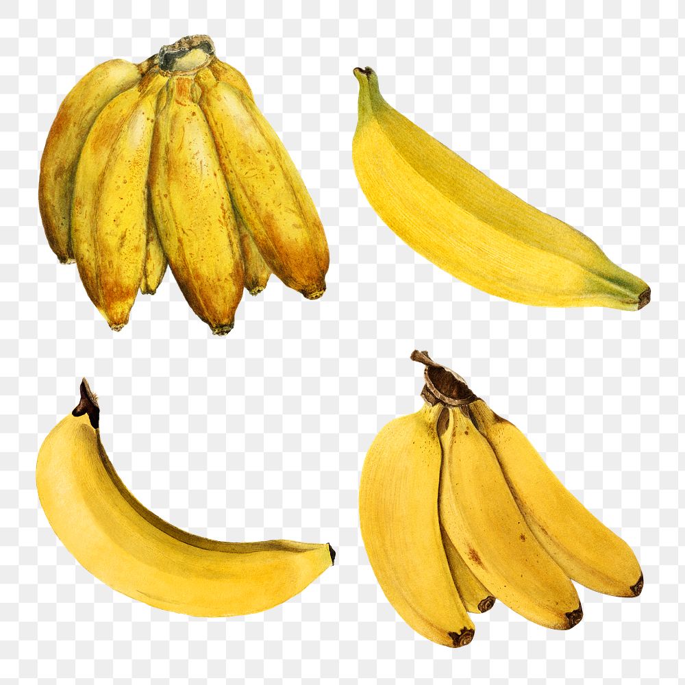 Hand drawn natural fresh yellow banana set