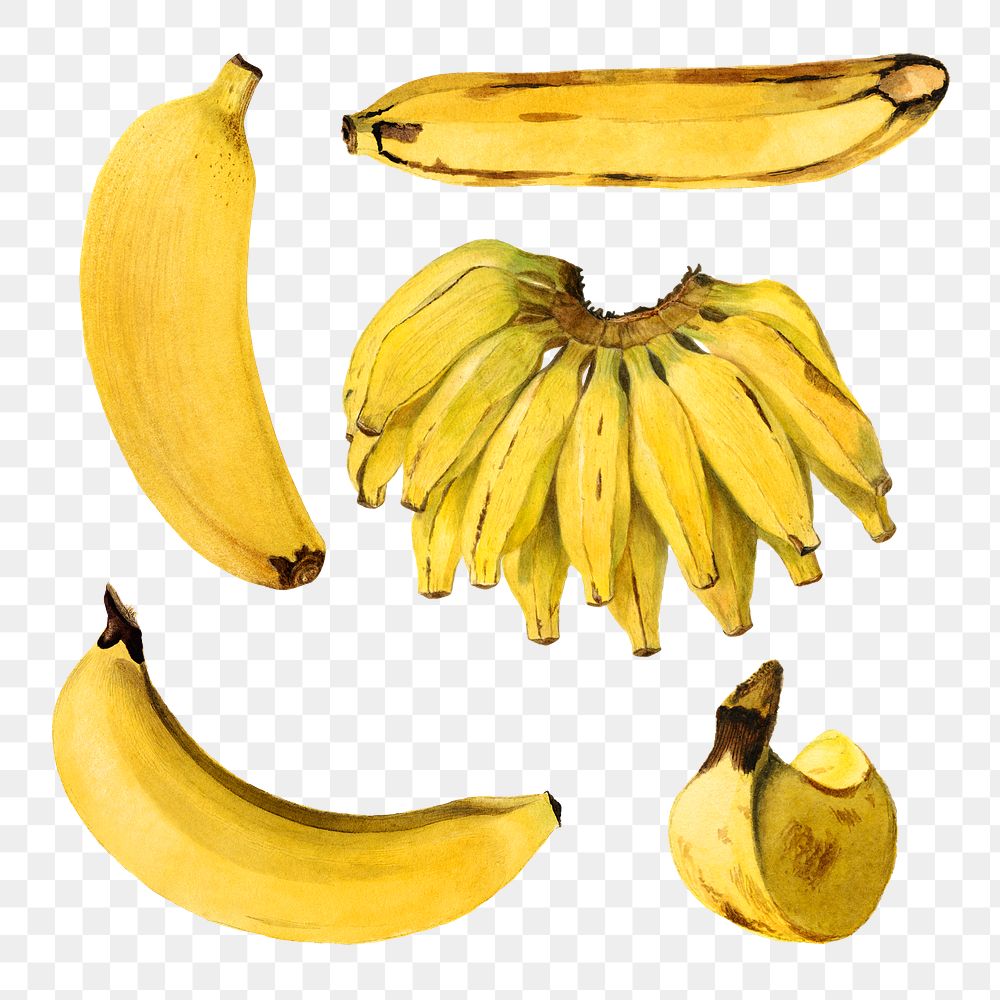 Hand drawn natural fresh yellow banana set