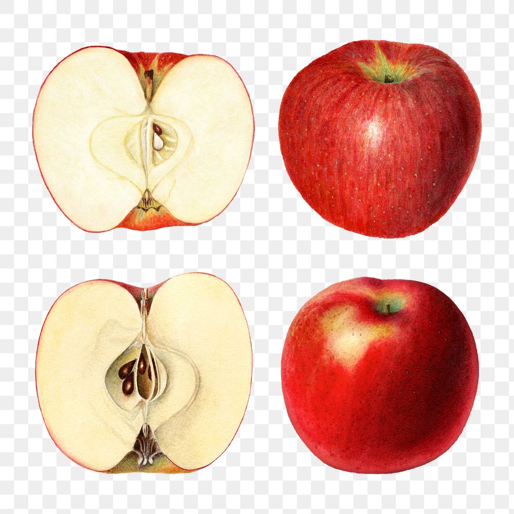 Hand drawn sliced red apples illustration