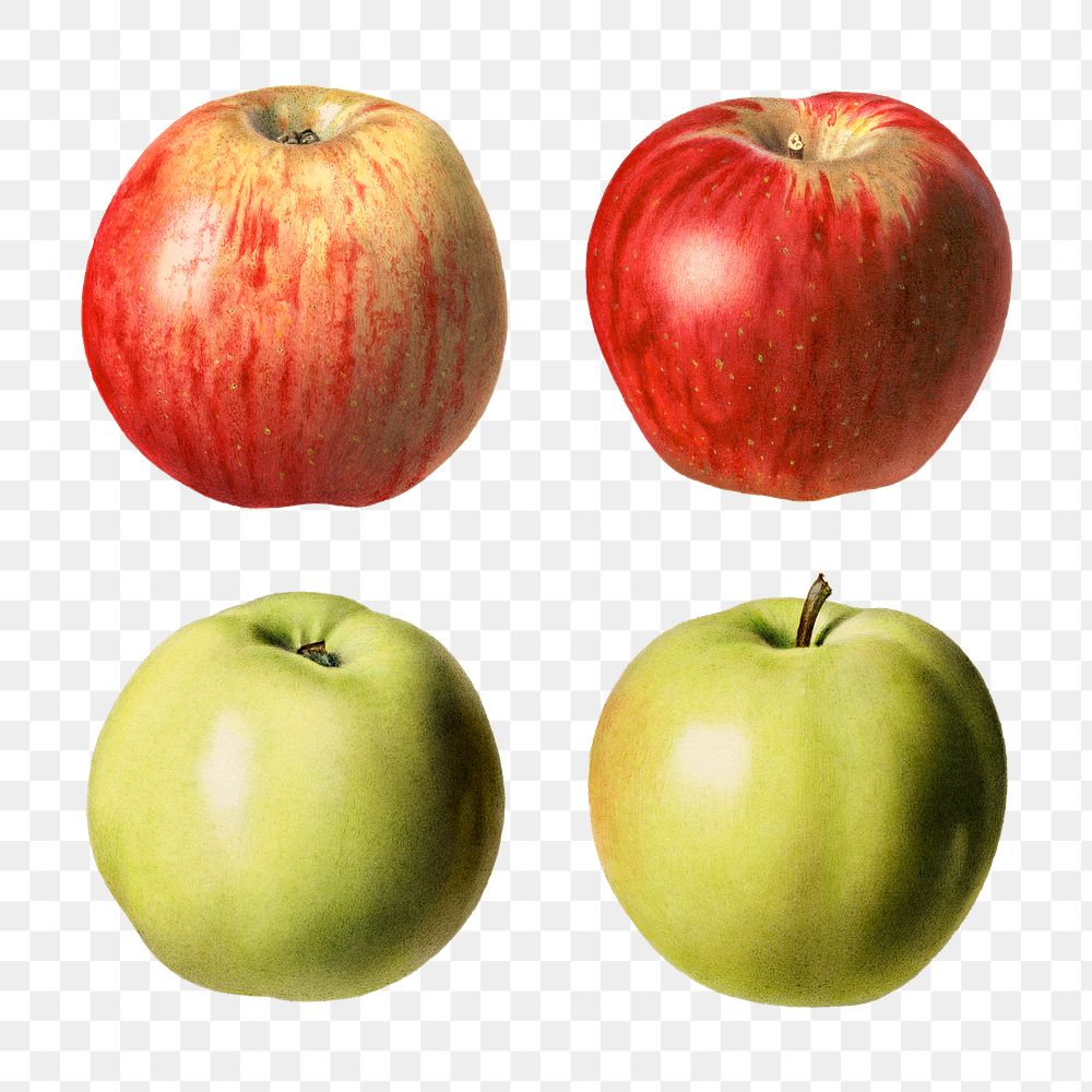 Hand drawn fresh apples illustration