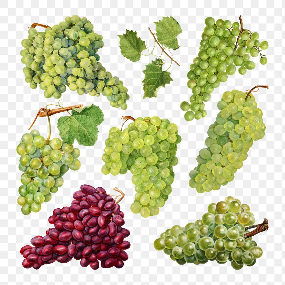 Hand drawn natural fresh grape set