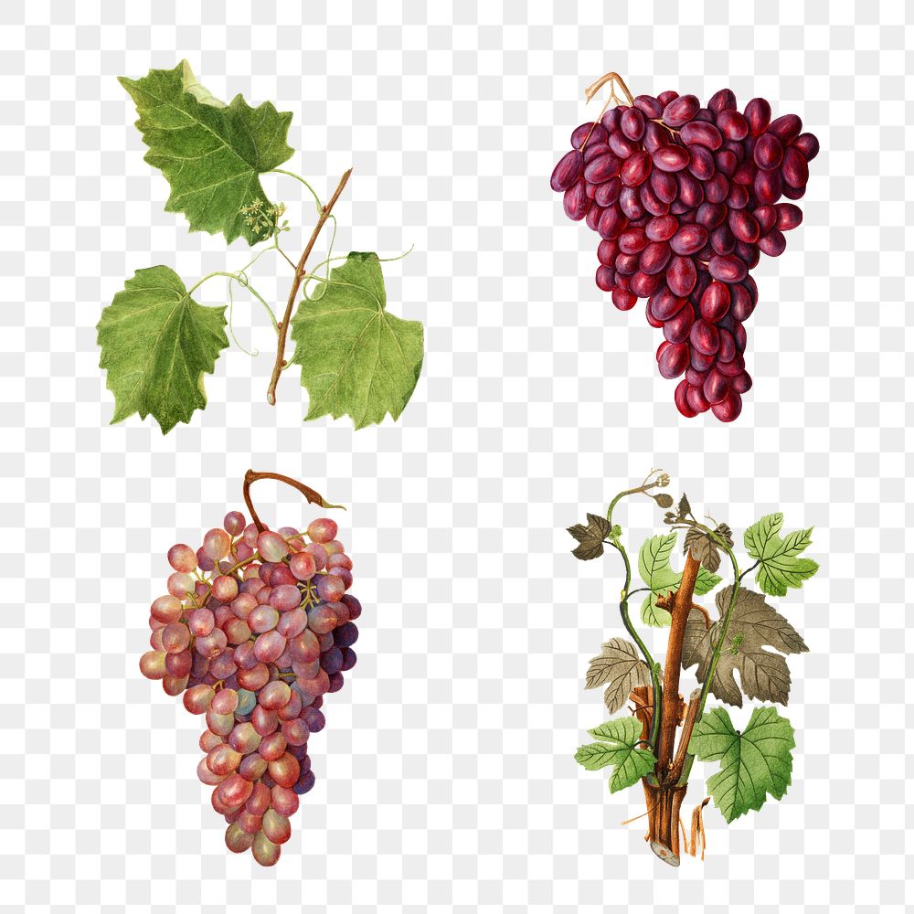 Hand drawn natural fresh grape set