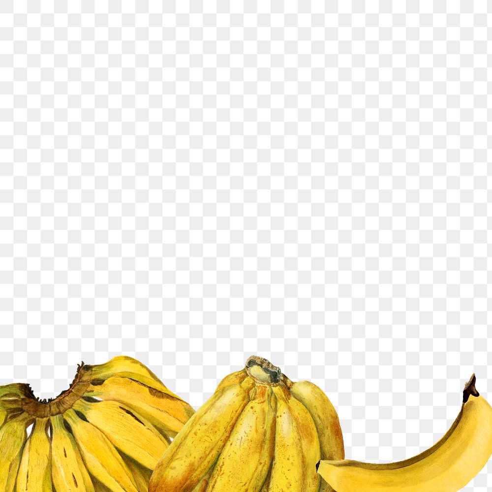 Hand drawn natural fresh banana border