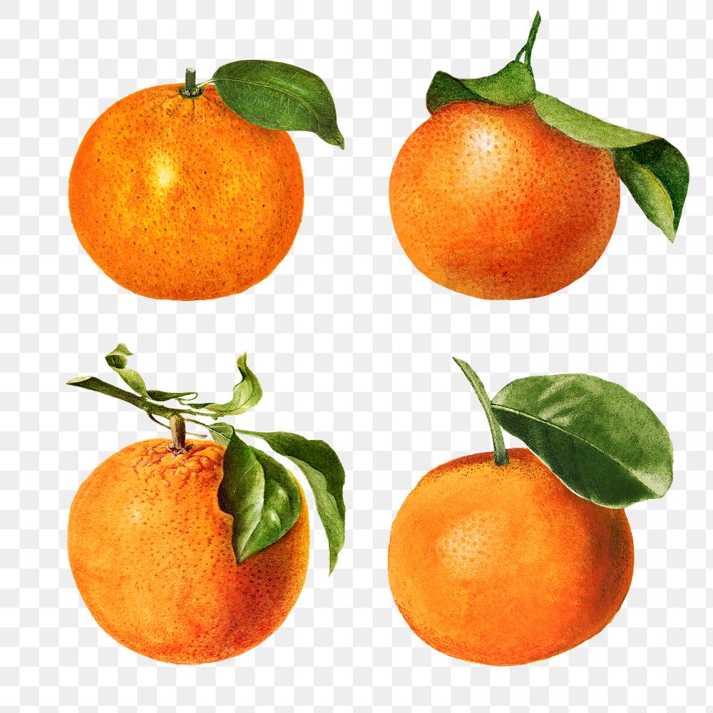 Hand drawn natural fresh oranges illustration