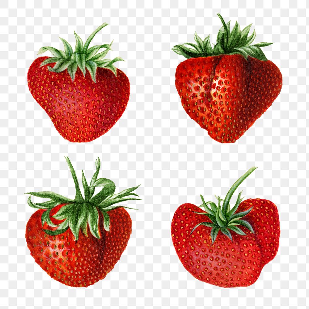 Hand drawn natural fresh strawberries illustration