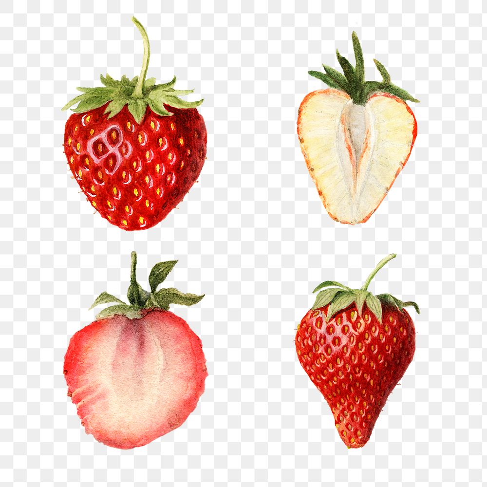 Hand drawn natural fresh strawberries illustration