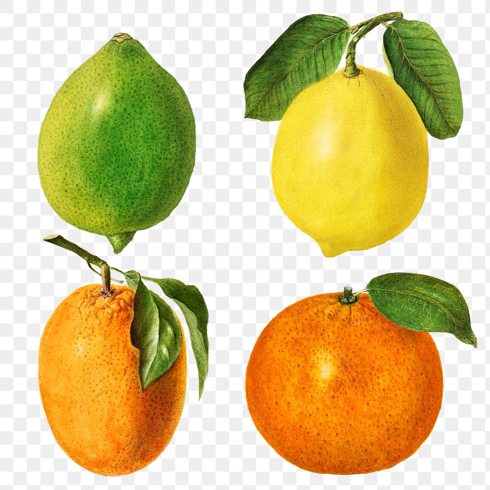 Hand drawn natural fresh mixed citrus set