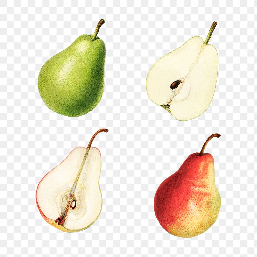 Hand drawn natural fresh pear set