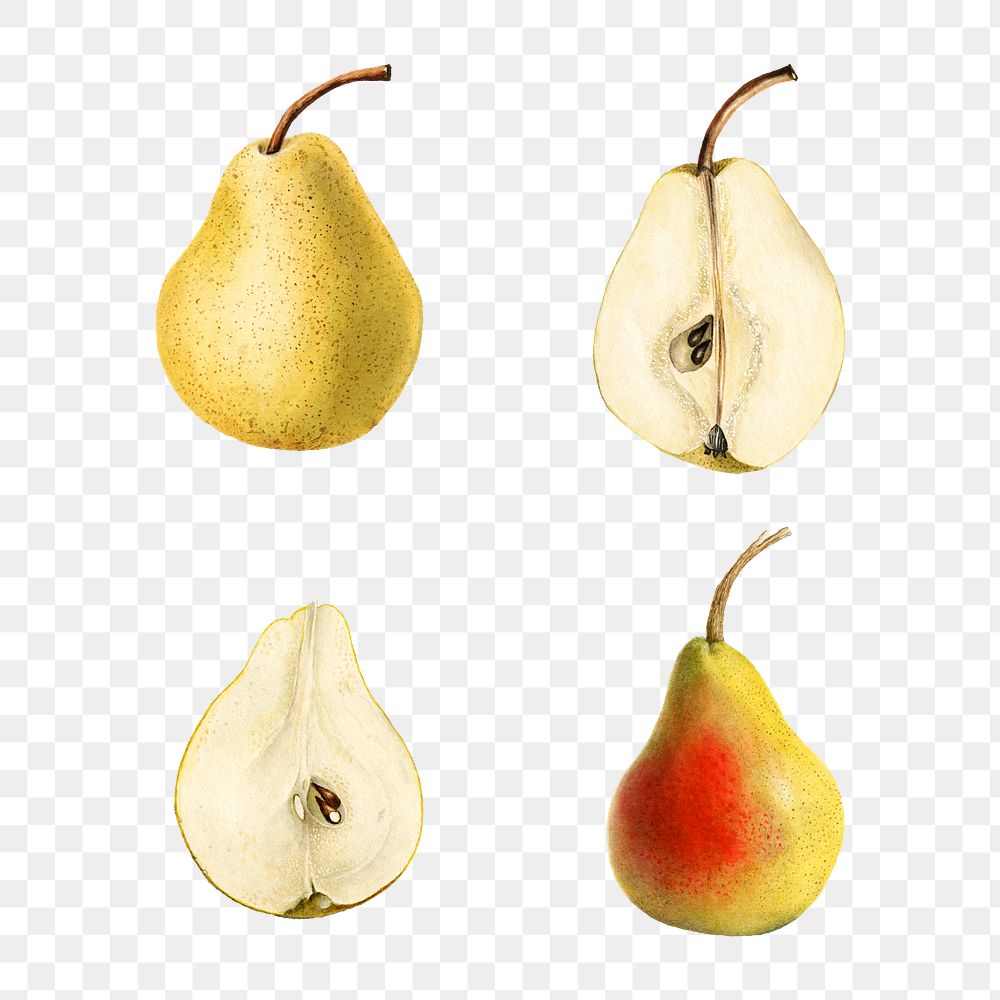 Hand drawn natural fresh pear set