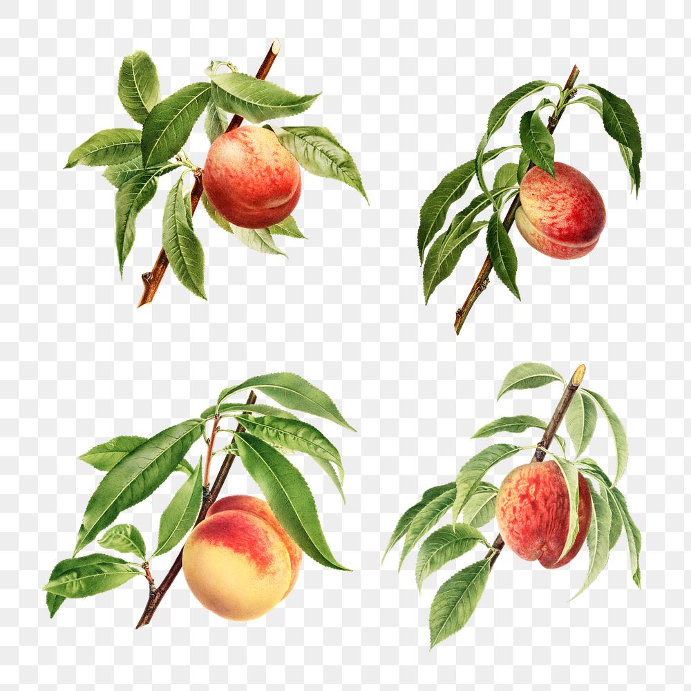 Hand drawn natural fresh peach set
