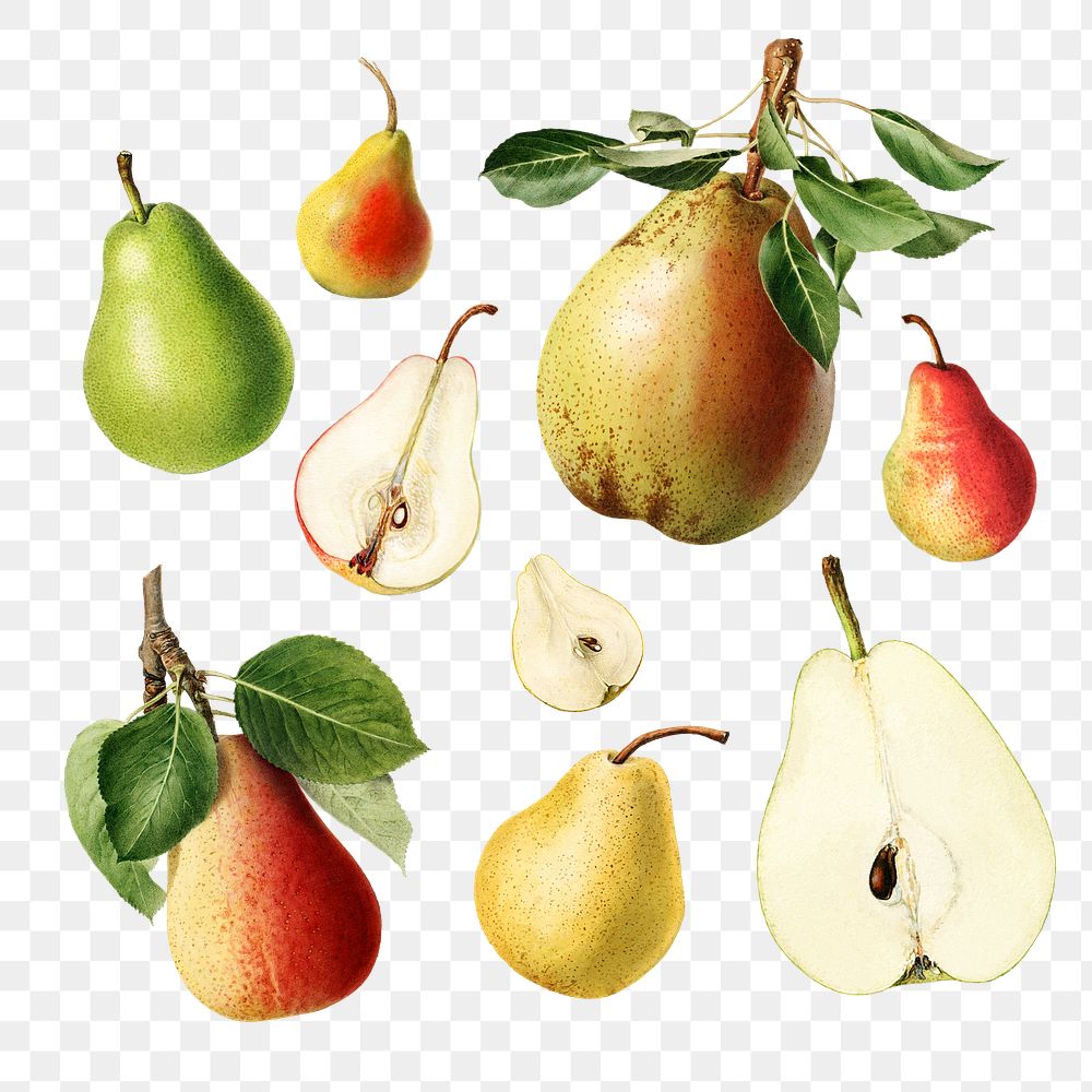 Hand drawn natural fresh pear set