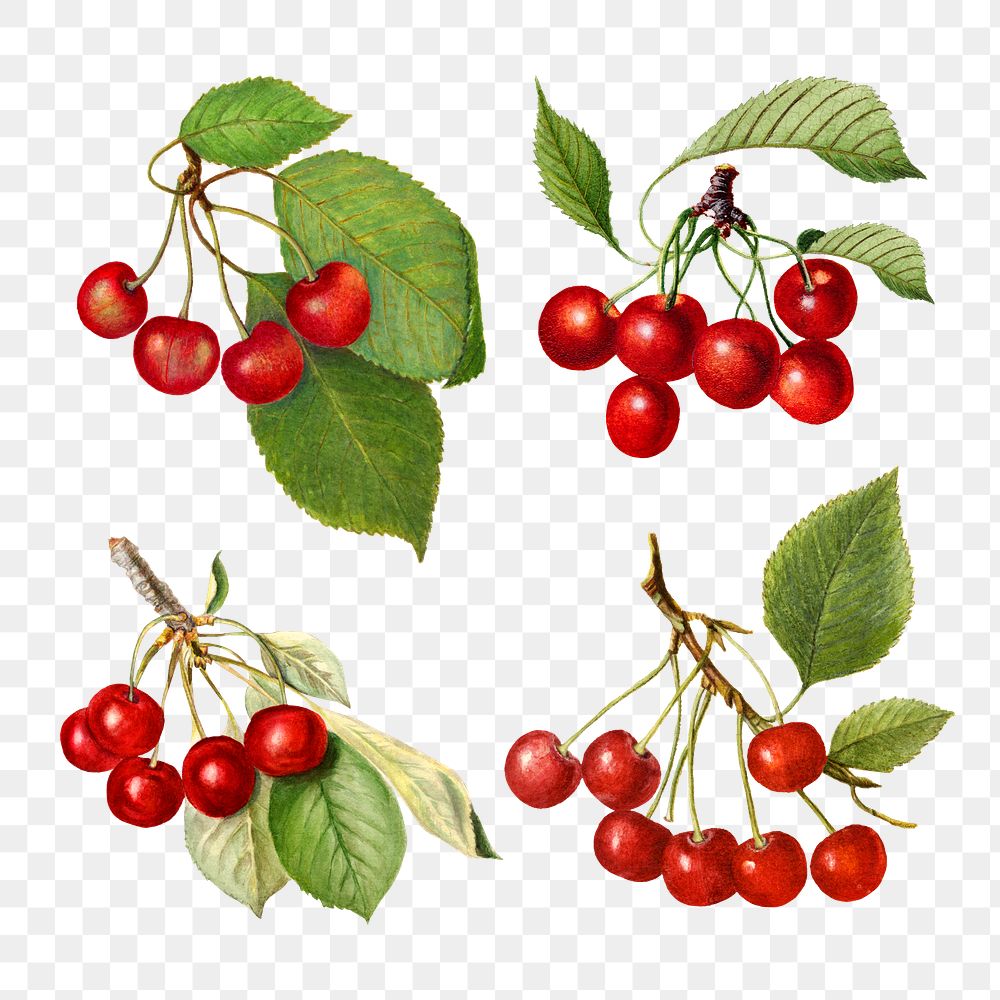 Hand drawn natural fresh red cherry set