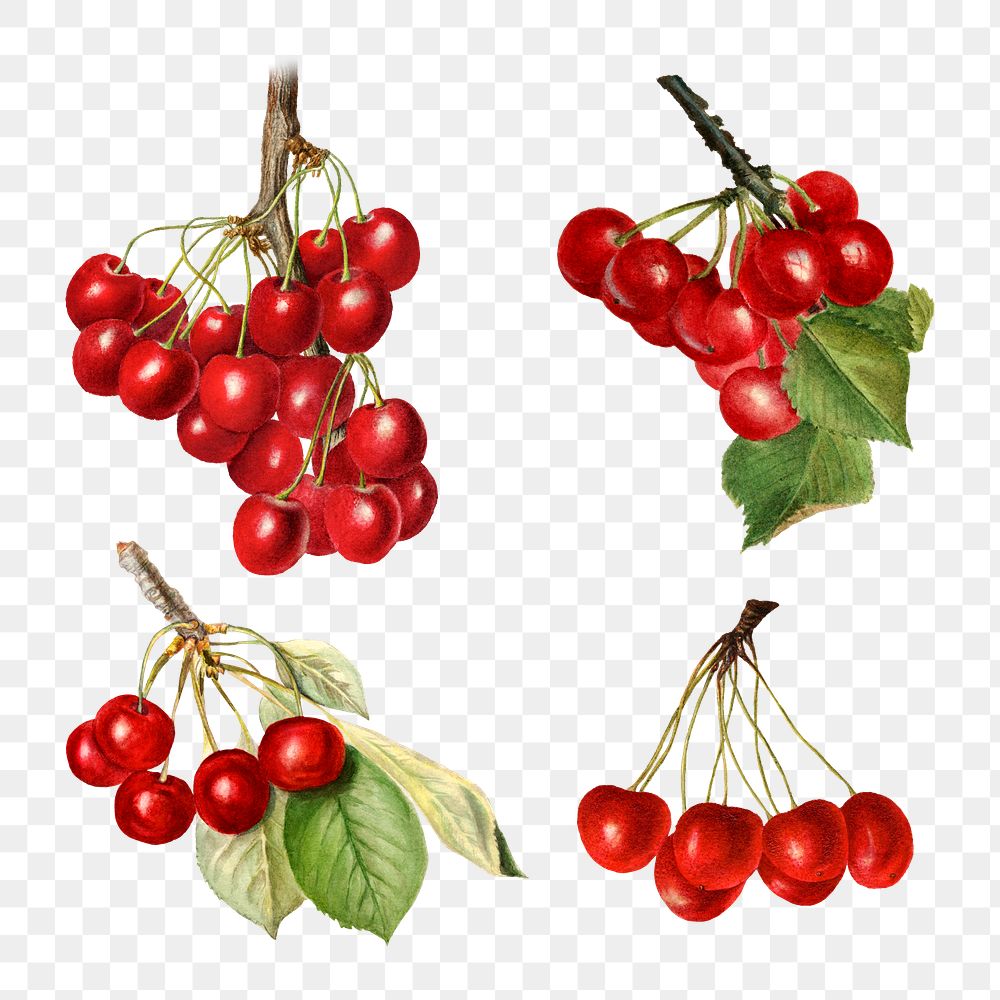Hand drawn natural fresh red cherry set