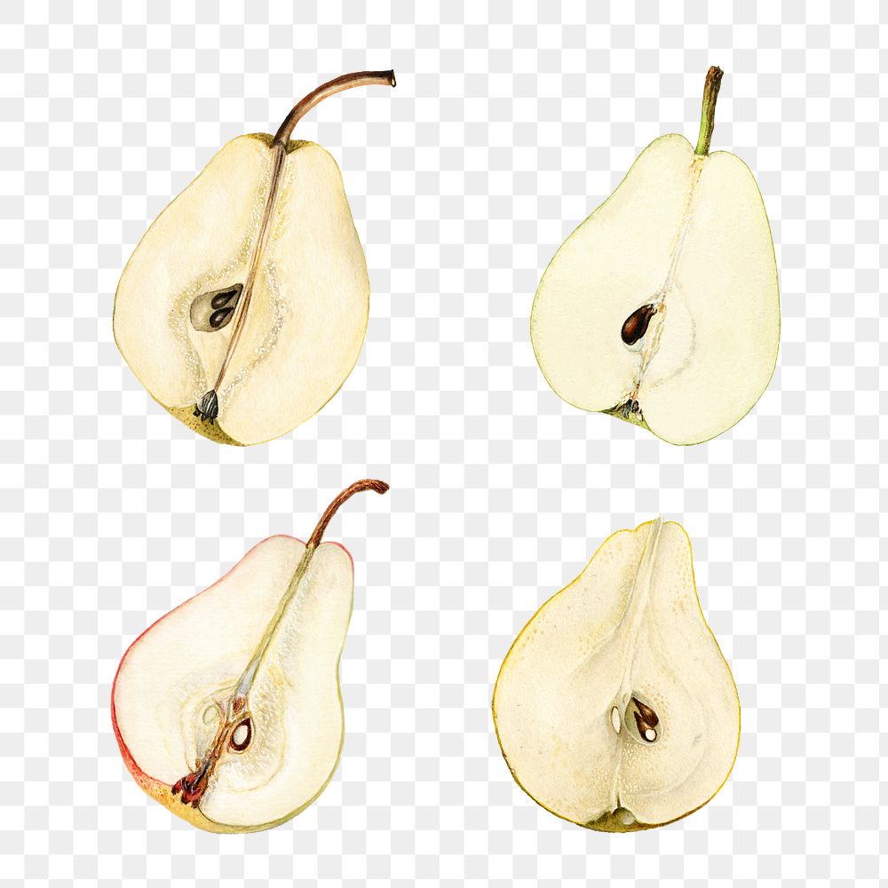 Hand drawn natural fresh pear set