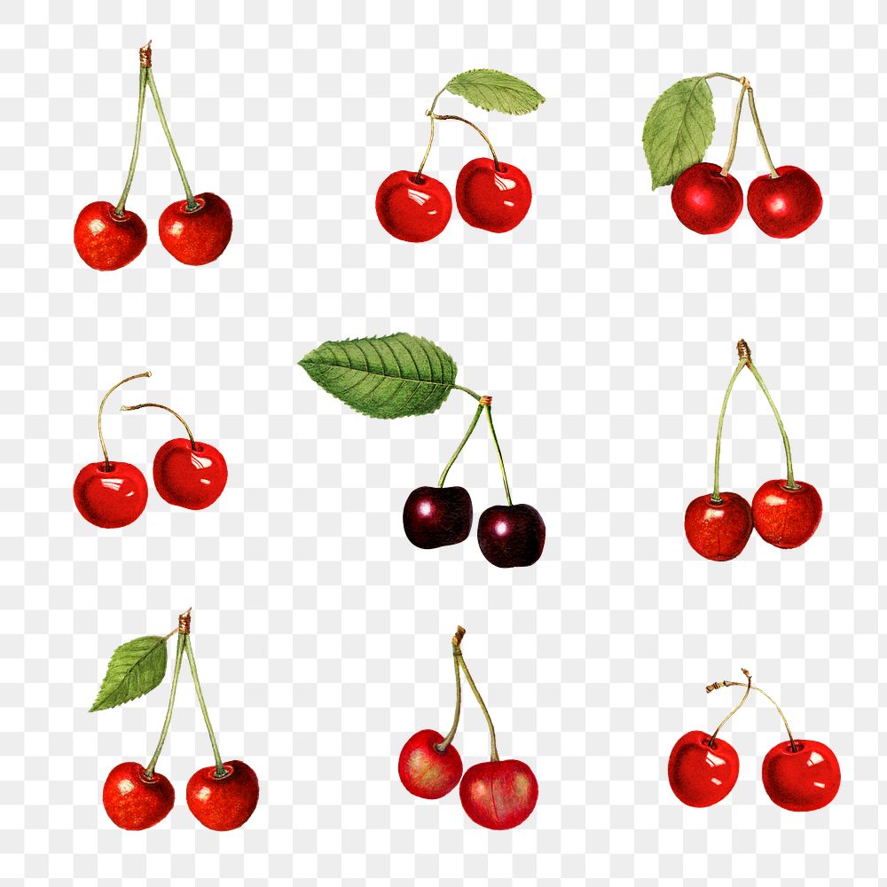 Hand drawn natural fresh red and black cherry set