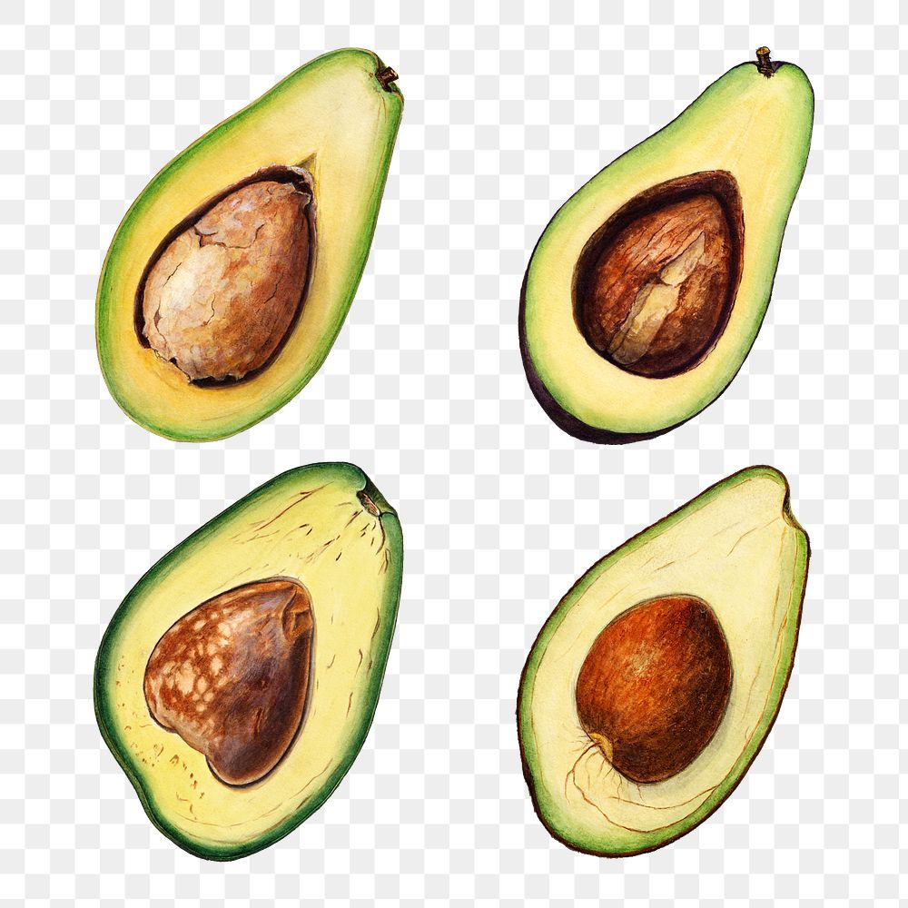 Hand drawn natural fresh avocado set