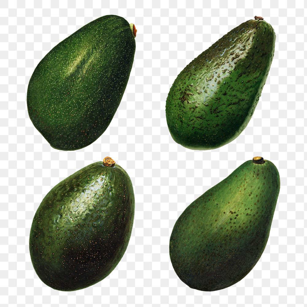 Hand drawn natural fresh avocado set