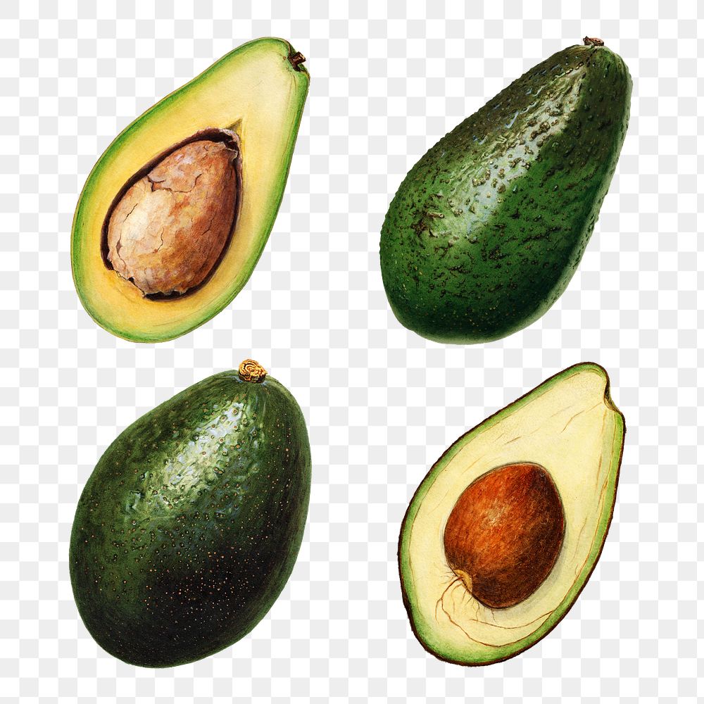 Hand drawn natural fresh avocado set