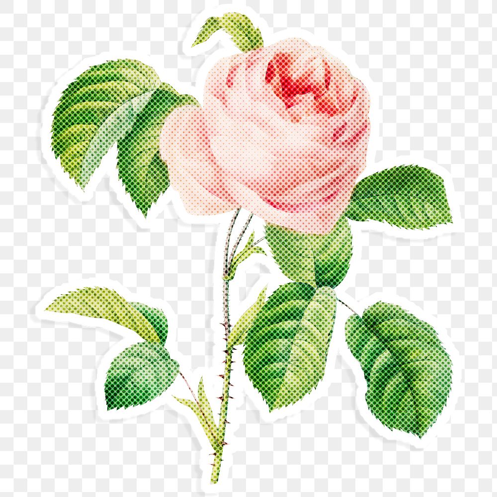 Blooming pink rose flower halftone style design element sticker