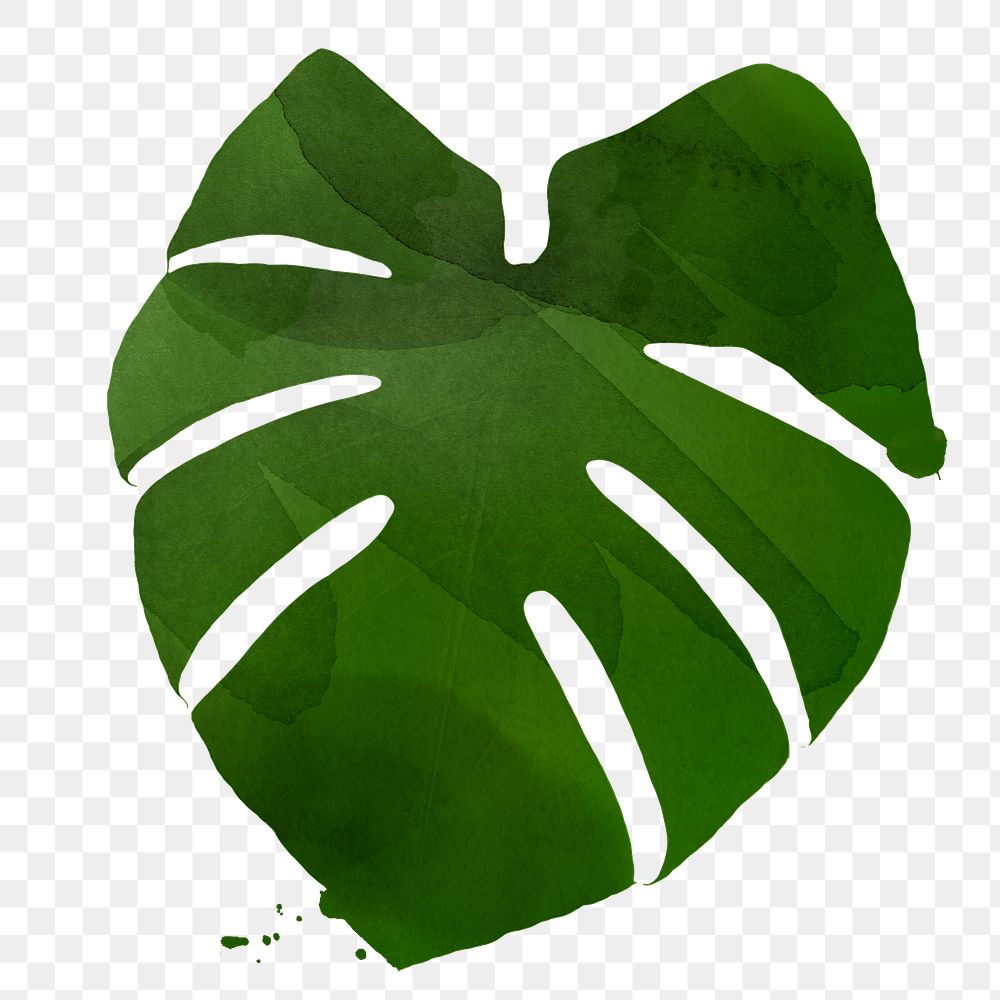 Large green textured Monstera leaf illustration