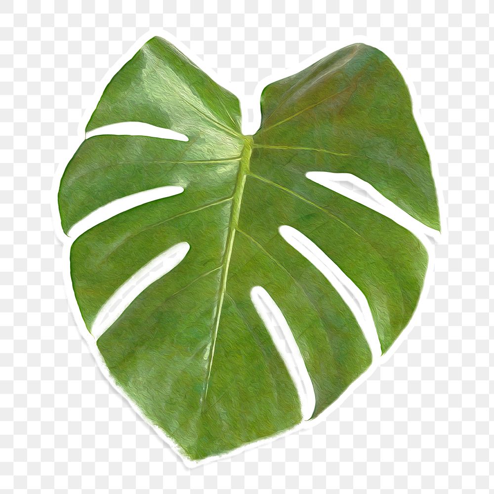 Monstera leaf design element sticker