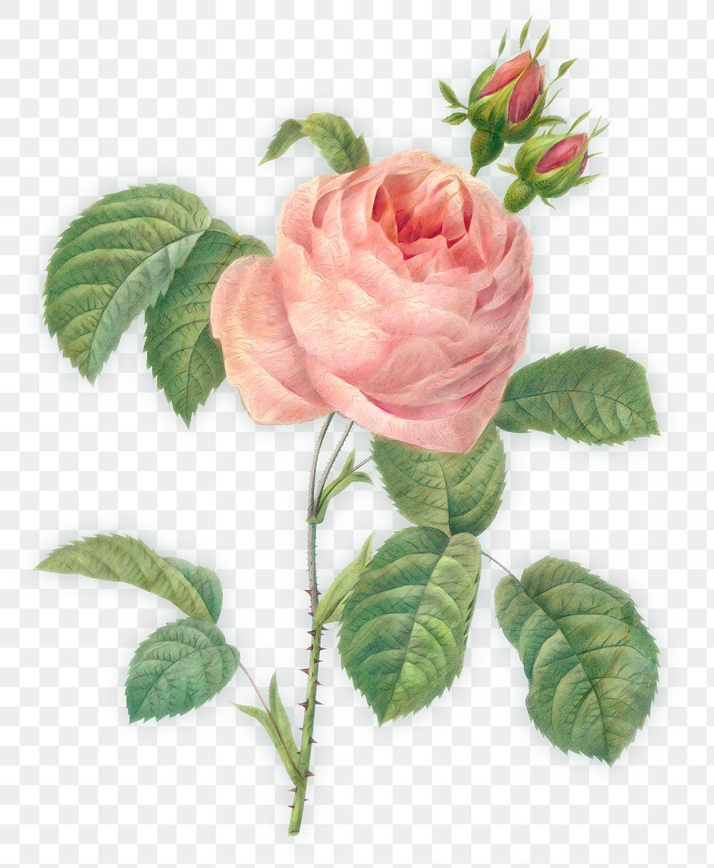 Pink rose flower design element