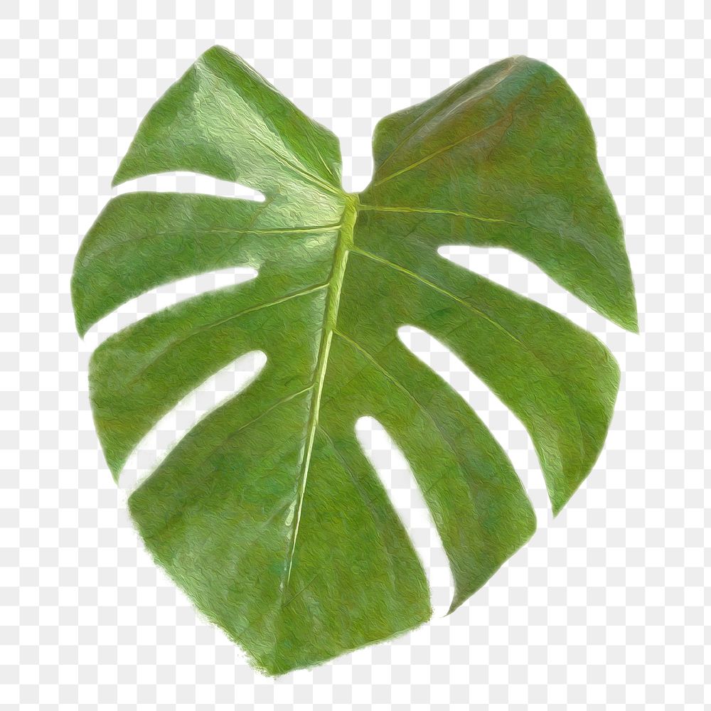 Monstera leaf design element