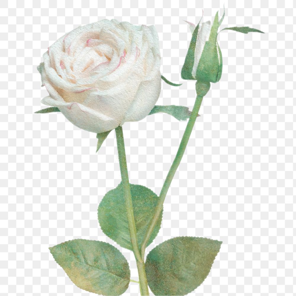 White rose flower design element