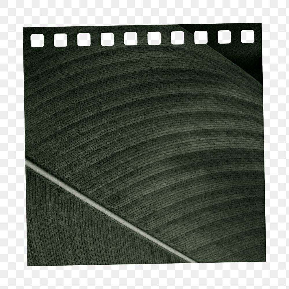 Calathea Lutea leaf patterned notepaper design element