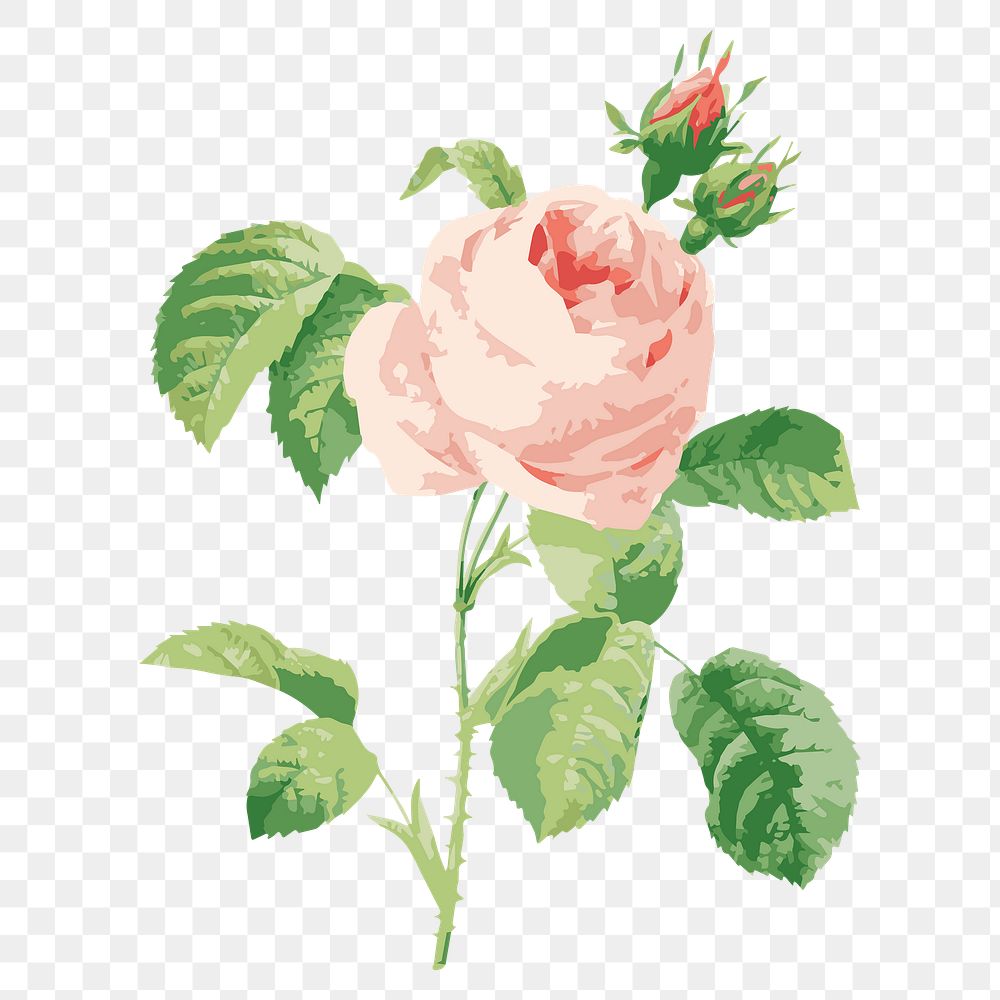 Vectorized cabbage rose flower design element