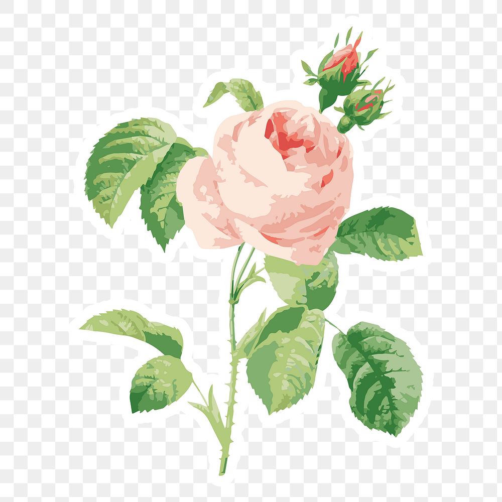 Vectorized cabbage rose flower sticker with white border design element