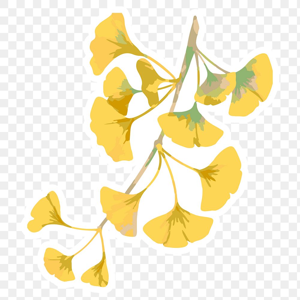 Vectorized branch of yellow ginkgo leaves sticker with a white border