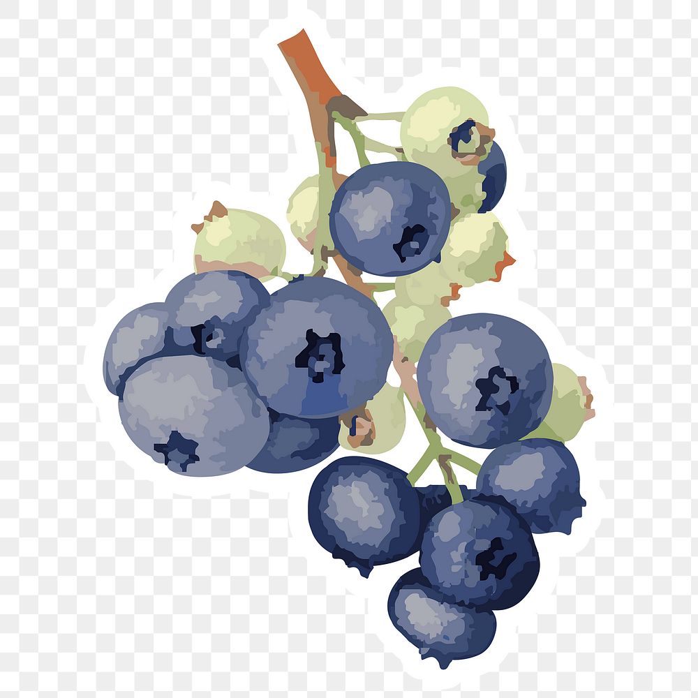 Vectorized blueberries sticker overlay with white border design element
