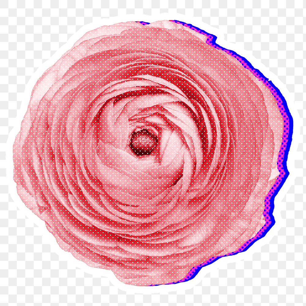 Halftone pink ranunculus with neon outline sticker overlay
