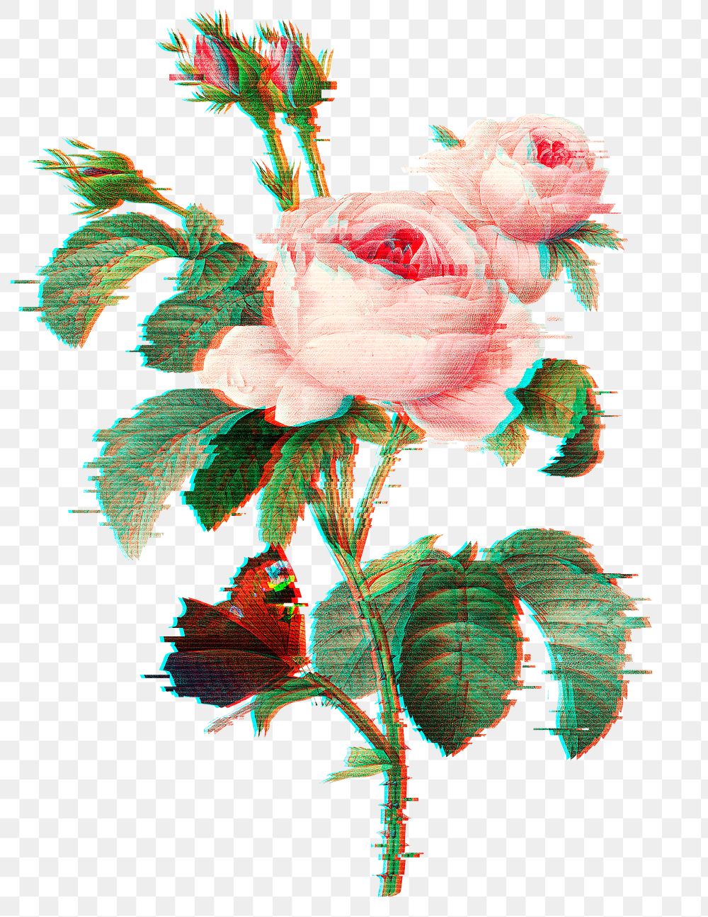 English rose with glitch effect design element