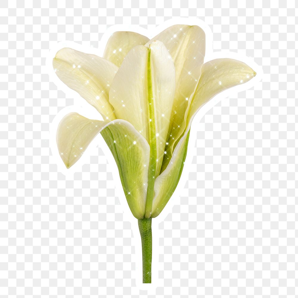 Sparkling white lily flower sticker with white border