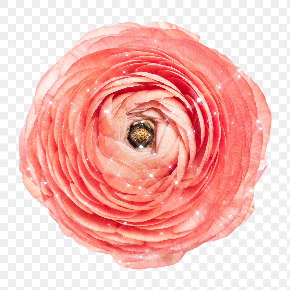 Sparkling pink ranunculus flower design element