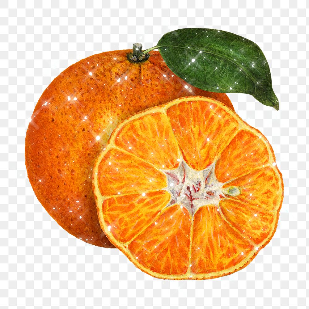 Hand drawn sparkling oranges design element