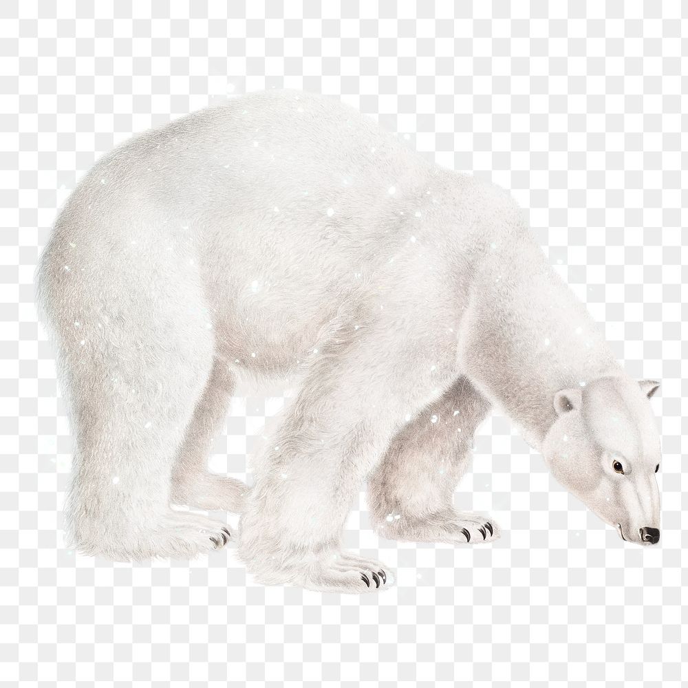Hand drawn sparkling polar bear design element