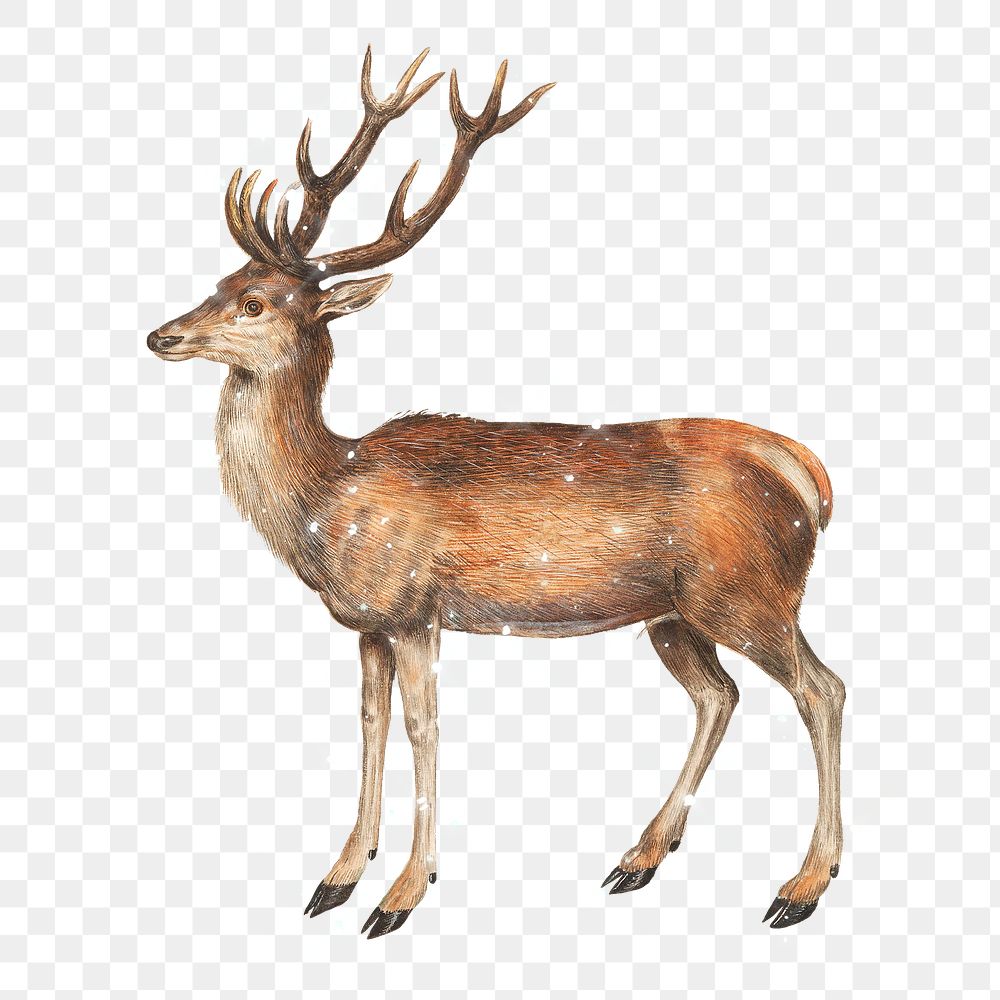 Hand drawn sparkling deer design element