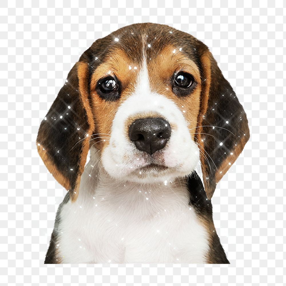 Sparkling beagle puppy design element
