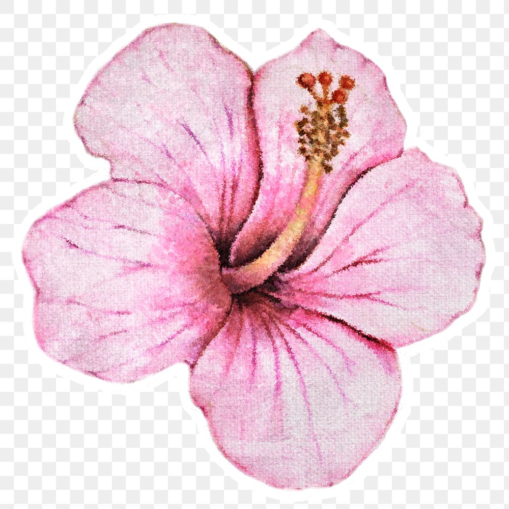 Hibiscus flower watercolor style sticker overlay with white border