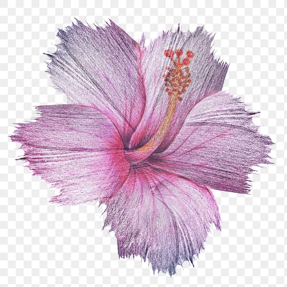 Hibiscus flower watercolor style overlay